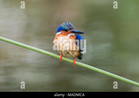 Ein Malachite Kingfisher (Corythornis cristatus) auf einem Zweig über einen Teich in Madagaskar Stockfoto