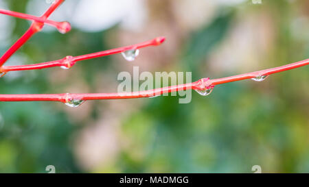 Eine Makroaufnahme der nassen roten Ästen eines Acer palmatum Baum. Stockfoto