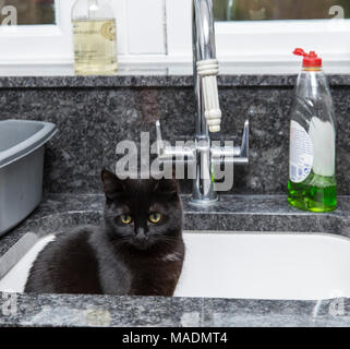 Schwarze Katze saß in einem Spülbecken Stockfoto