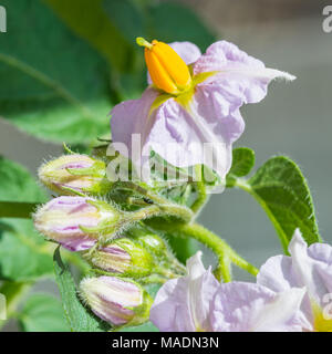 Eine Nahaufnahme der Blüte einer Kartoffelpflanze, Charlotte. Stockfoto