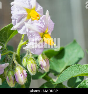 Eine Nahaufnahme der Blüte einer Kartoffelpflanze, Charlotte. Stockfoto