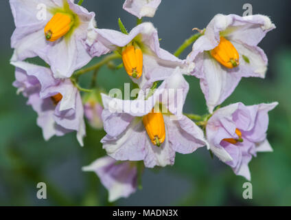 Eine Makroaufnahme von einigen Charlotte Kartoffel Blüten. Stockfoto