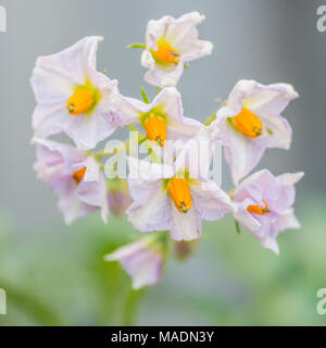 Eine Makroaufnahme von einigen Charlotte Kartoffel Blüten. Stockfoto