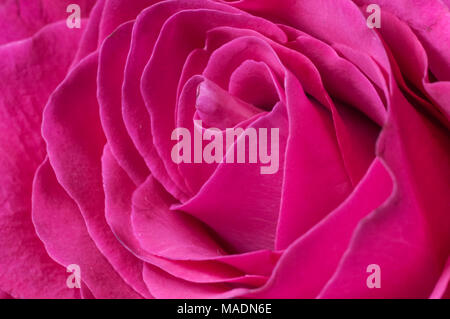 Blütenblätter einer frischen hellen roten Rose Nahaufnahme Stockfoto