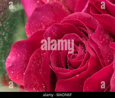 Rote Rose mit Tautropfen auf roten Blütenblättern Stockfoto