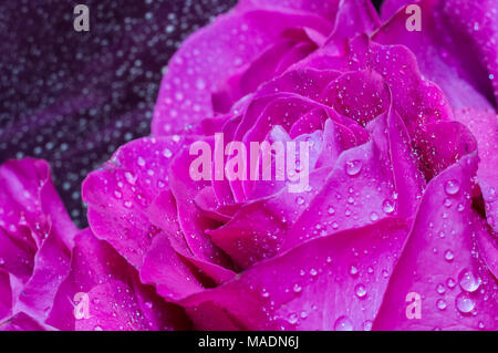 Purple Rose mit Tautropfen auf roten Blütenblättern Stockfoto