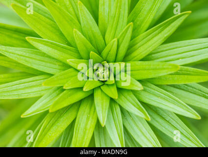Eine Makroaufnahme von einigen asiatischen Lily verlässt. Stockfoto