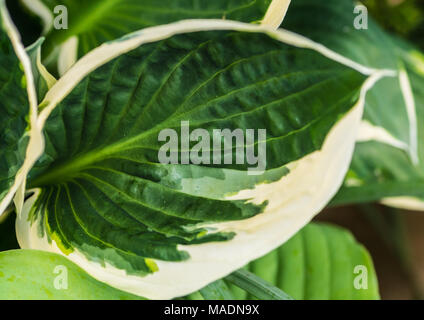 Eine Makroaufnahme eines grünen Hosta minuteman Blatt. Stockfoto