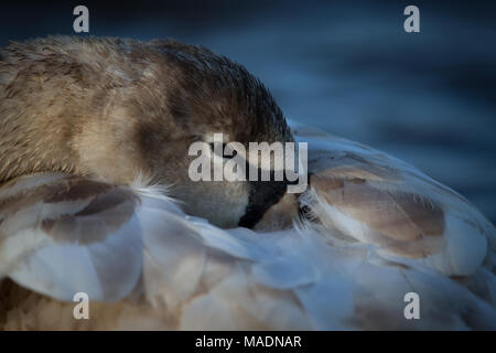 Junger Schwan in seinem Gefieder eingebettet Stockfoto