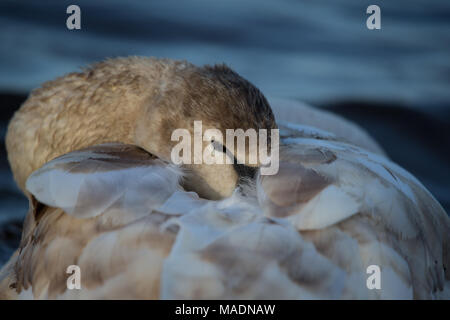 Junger Schwan in seinem Gefieder eingebettet Stockfoto