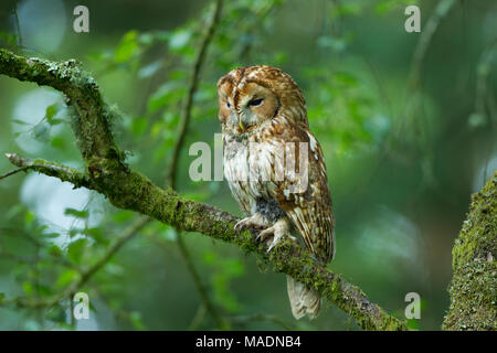 Waldkauz im Wald Stockfoto