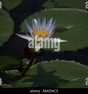 Asiatische waterlillies im Sonnenschein Stockfoto