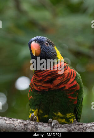 Nahaufnahme Porträt einer bunten Lorikeet thront auf einem Zweig, mich an Stockfoto