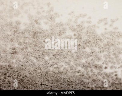 Nahaufnahme Textur von Schimmel schwarz gefleckt wachsen auf Wand weiß, Essex, England, Großbritannien Stockfoto