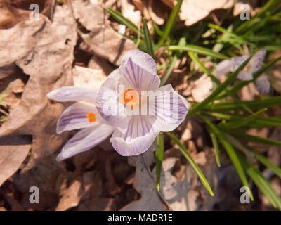 Lila und orange Crocus Blume auf dem Boden, Essex, England, Großbritannien Stockfoto