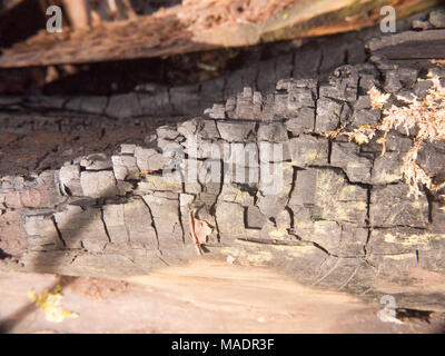 Nahaufnahme schwarze Textur von verbrannten verkohlten Baumstumpf Wald Holzkohle glänzend Risse, Essex, England, Großbritannien Stockfoto