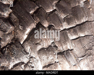 Nahaufnahme schwarze Textur von verbrannten verkohlten Baumstumpf Wald Holzkohle glänzend Risse, Essex, England, Großbritannien Stockfoto