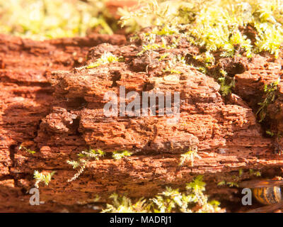 Nahaufnahme der weiche braune alten verrotteten Risse im Holz Baum gefallen Makro Oberfläche Algen, Essex, England, Großbritannien Stockfoto