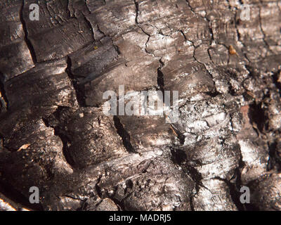 Nahaufnahme schwarze Textur von verbrannten verkohlten Baumstumpf Wald Holzkohle glänzend, Essex, England, Großbritannien Stockfoto