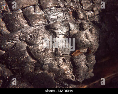 Nahaufnahme schwarze Textur von verbrannten verkohlten Baumstumpf Wald Holzkohle glänzend Risse, Essex, England, Großbritannien Stockfoto