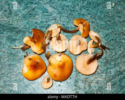 Hat Pilze samt Schaft Zähler nach oben gewaschen Pilze, Essex, England, Großbritannien Stockfoto