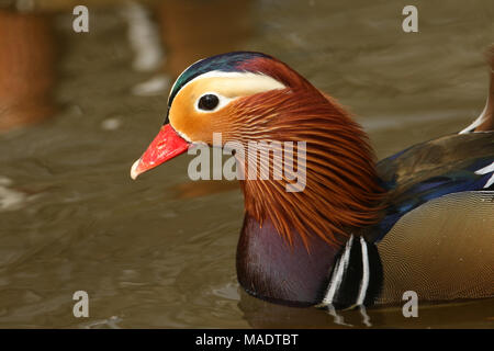 Eine atemberaubende männliche Mandarinente (Aix galericulata) Schwimmen in einem See. Stockfoto