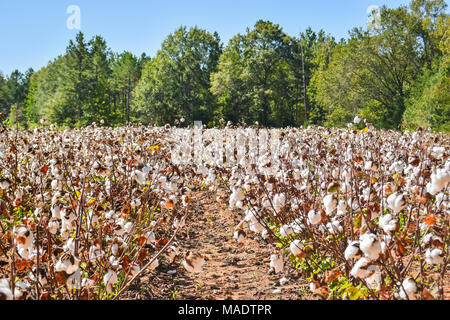 Schuß aus Baumwolle Feld zur Ernte bereit Stockfoto