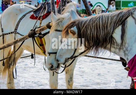 Zwei weissen Pferden küssen. Stockfoto