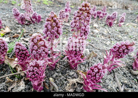 Petasites hybridus, Gemeine Butterbur wachsende blühende Pflanze Stockfoto