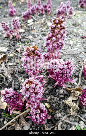 Petasites hybridus, Gemeine Butterbur wachsende blühende Pflanze Stockfoto