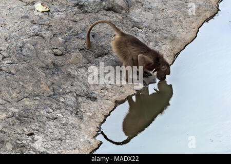 Gelada baboon (Theropithecus gelada), Debre Libanos, Äthiopien Stockfoto