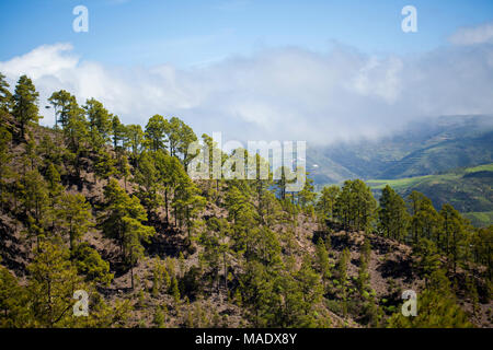 Gran Canaria, März - Blick vom Wanderweg im Naturschutzgebiet Tamadaba über Tal von Agaete Stockfoto