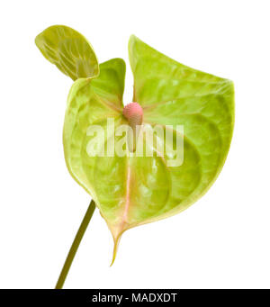 Grüne Anthurium mit rosa-grünen Spadix auf weißem Hintergrund Stockfoto
