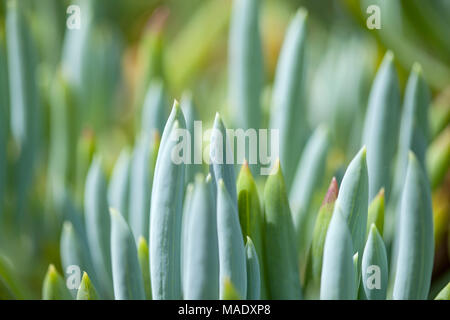 Senecio mandraliscae auch als blaue Finger oder blaue Kreide stick Pflanze bekannt Stockfoto