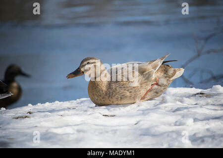 Hybrid Ente weiblich Colvert, Canard weiblichen Colvert Hybride, Winter, River North Hatley Quebec Stockfoto