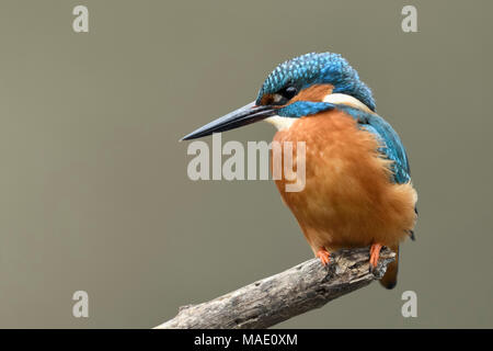 Kingfisher/Eisvogel (Alcedo atthis), männlicher Vogel auf einem Zweig für die Jagd thront, detaillierte Frontalansicht, weiches Licht, Wildlife, Europa. Stockfoto