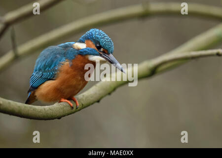 Eurasischen Eisvogel (Alcedo atthis), männlicher Vogel, auf einer natürlichen Zweig, der Jagd nach Fischen thront, unten beobachten konzentrierte, Wildlife, Europa. Stockfoto