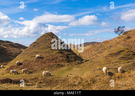 Kegelförmige Hügel und Schafe an Fairy Glen, in der Nähe der Uig, Isle of Skye, Schottland, UK im März Stockfoto