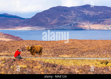 Tourist, Foto von Highland rind kuh in der Landschaft auf der Isle of Skye, Schottland, UK im März Stockfoto