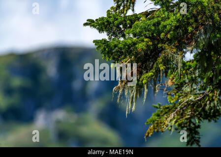 Kiefer ree Zweig und verschwommenes Berge Stockfoto