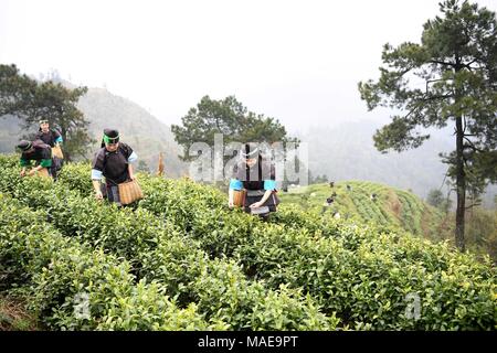 Rongjiang, Chinas Provinz Guizhou. 17 Mär, 2018. Leute Teeblätter in Liangwang Stadt Rongjiang County, im Südwesten Chinas Provinz Guizhou, 17. März 2018. Credit: Wang Bingzhen/Xinhua/Alamy leben Nachrichten Stockfoto