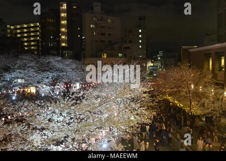 Sakura bei nahe in der Nähe von Meguro Fluss, Tokio Stockfoto