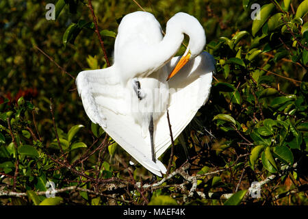 Silberreiher (Ardea Alba) putzen Stockfoto