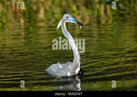 Dreifarbige Heron (Egretta tricolor) mit einem kleinen Fisch Stockfoto