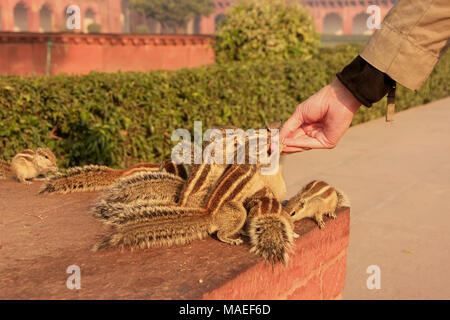 Touristischen Fütterung indischen Palm Eichhörnchen in Agra Fort, Uttar Pradesh, Indien. Diese Festung ist ein sehr beliebtes Touristenziel in Agra Stockfoto