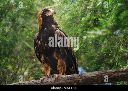 Golden Eagle um. Eine majestätische Golden Eagle nimmt in seine Umgebung von seinem Spot bei den Gruenen Stockfoto