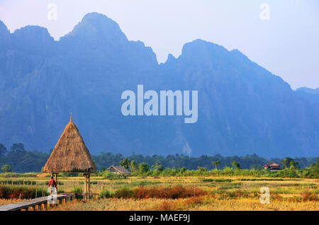 Reisfeld, umgeben von Felsformationen in Vang Vieng, Laos geerntet. Vang Vieng ist ein beliebtes Reiseziel für Abenteuer-Tourismus in einem Kalkstein karst Stockfoto