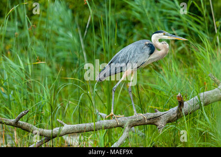 Great Blue Heron thront auf einem toten Zweig in einem Feuchtgebiet. Stockfoto