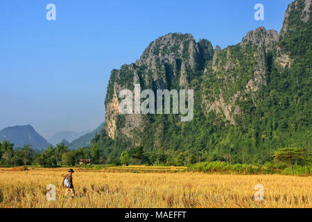 Reisfeld, umgeben von Felsformationen in Vang Vieng, Laos geerntet. Vang Vieng ist ein beliebtes Reiseziel für Abenteuer-Tourismus in einem Kalkstein karst Stockfoto