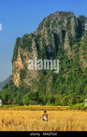 Reisfeld, umgeben von Felsformationen in Vang Vieng, Laos geerntet. Vang Vieng ist ein beliebtes Reiseziel für Abenteuer-Tourismus in einem Kalkstein karst Stockfoto